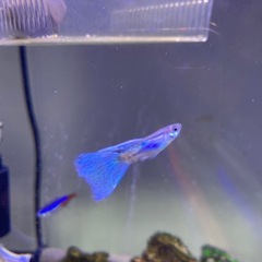 国産グッピー　成魚　稚魚も少しいます　1ペア千円　ブルーグラス　シンガーブルー　水槽　アクアリウムの画像