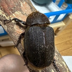 ヘラクレス  メス単の画像