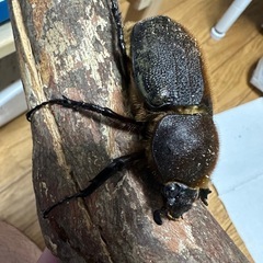 ヘラクレス  メス単の画像