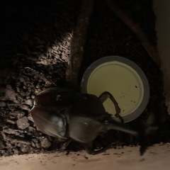 カブトムシ幼虫(国産・ヤマトカブトムシ)の画像