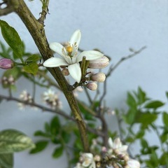 無農薬栽培🍋サイパンレモン🍋の鉢植えタダで譲りますの画像