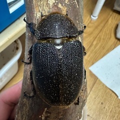 ヘラクレス(レッドアイ)メス単の画像