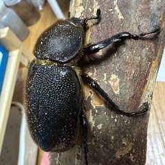 ヘラクレス(レッドアイ)メス単の画像