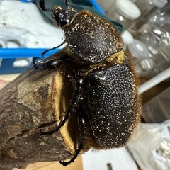 ヘラクレス メス単の画像