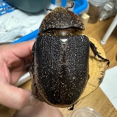 ヘラクレス メス単の画像