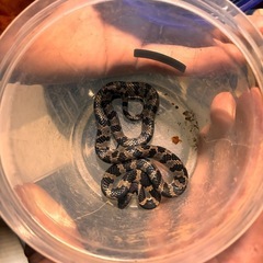 シロマダラの画像