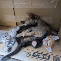 緊急　子猫保護
