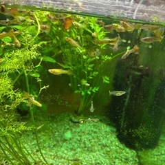 グッピー　熱帯魚　の画像