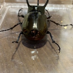 大きいアトラスオオカブト　オス単の画像