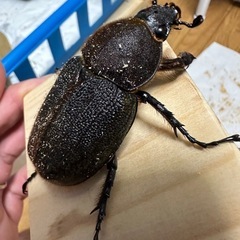 ヘラクレス メス単の画像