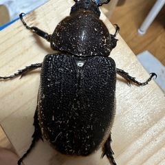 ヘラクレス メス単の画像