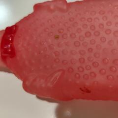 わ〜て言う鶏の画像