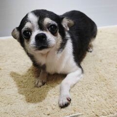 チワワ♀️４歳(アスちゃん)