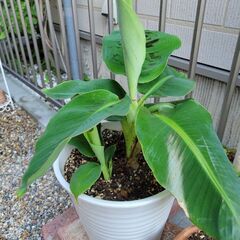 【元気に成長中⭐】観葉植物のバナナの画像
