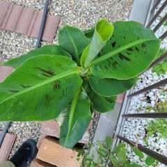 【元気に成長中⭐】観葉植物のバナナの画像