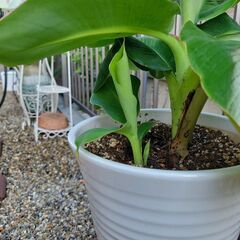 【元気に成長中⭐】観葉植物のバナナの画像