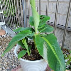 【元気に成長中⭐】観葉植物のバナナの画像