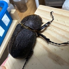 ヘラクレス(レッドアイ)メス単の画像