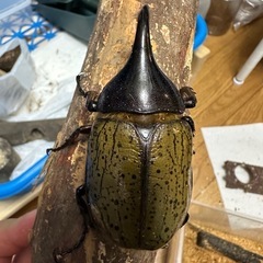 ヘラクレス オス単の画像