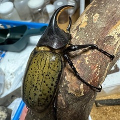 ヘラクレス オス単の画像