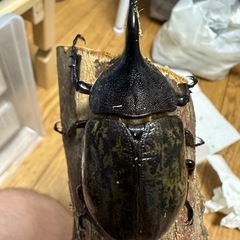 ヘラクレス(レッドアイ)オス単の画像