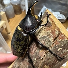 ヘラクレス(レッドアイ)オス単の画像