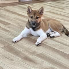 トライアル決まりました〜保護犬ソックス君 − 愛知県