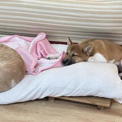 トライアル決まりました〜保護犬ソックス君 - 犬