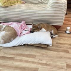 トライアル決まりました〜保護犬ソックス君 - 里親募集