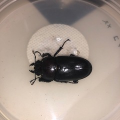 ノコギリクワガタ、ペアの画像