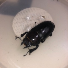 ノコギリクワガタ、ペアの画像