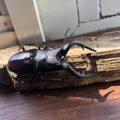 ノコギリクワガタ、ペアの画像