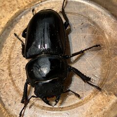 ◎阿古谷産オオクワガタ新成虫ペアその１◎♂73、♀45（配送の場合着払い）の画像