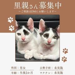 🐱里親さん募集🐱