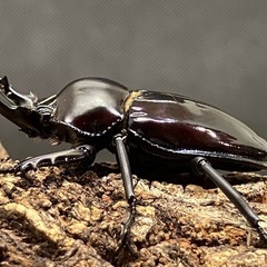 ニジイロクワガタ ♂ 虫ケースと共に の画像