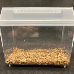 ニジイロクワガタ ♂ 虫ケースと共に の画像