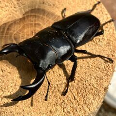 ◎阿古谷産オオクワガタ新成虫ペアその２◎♂71、♀42（配送の場合着払い）の画像