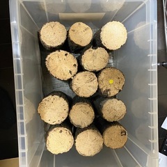 産卵木 59本 クヌギ 柔めのみの画像
