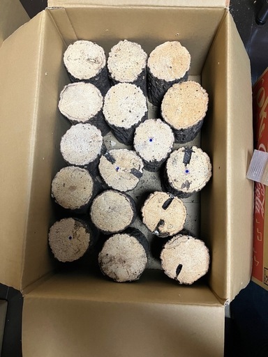 産卵木 46本 クヌギ 柔めのみ