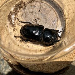 ◎阿古谷産オオクワガタ新成虫ペアその２◎♂71、♀42（配送の場合着払い）の画像