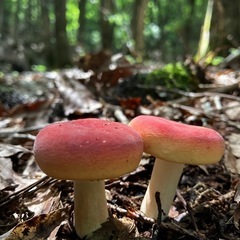 岡山県🍄‍🟫きのこ狩り🍄仲間募集