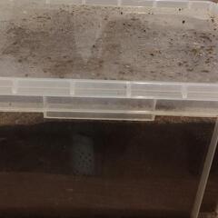 カブトムシの幼虫　ケース　マット付きの画像