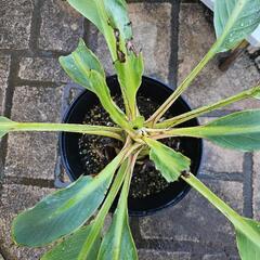 雲南地湧金蓮　ウンナンチュウキンレンの画像