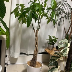 パキラ　8号鉢の画像