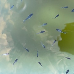 メダカ　ミッドナイトフリル
の画像