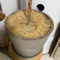 植木鉢の画像