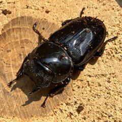 ◎阿古谷産オオクワガタ新成虫ペアその３◎準A品♂72、♀45（配送の場合着払い）の画像