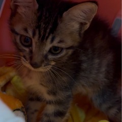 ⚽️🐈‍⬛キジの仔猫美猫🐈‍⬛⚽️