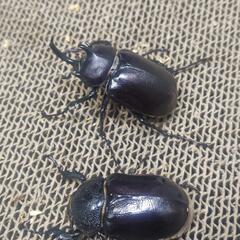 パチェコヒメゾウカブト　ペア②の画像