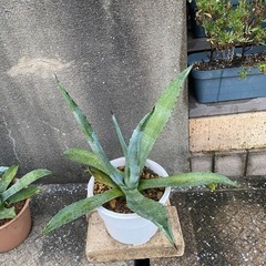 アガベ.アメリカーナ
の画像
